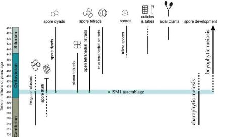 早期陆生植物从淡水藻类进化而来化石揭示
