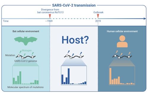 重要证据 最新科学发现再次支持新冠病毒自然起源