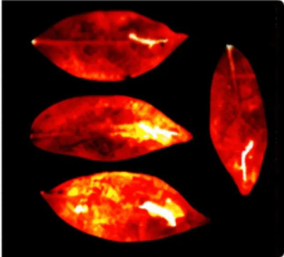 科学家发现所有生物都会发出微弱的光,死亡后消失