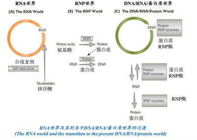 一口气搞懂生命的起源