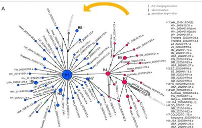 新冠病毒现有突变并不可怕,但需密切监测新突变